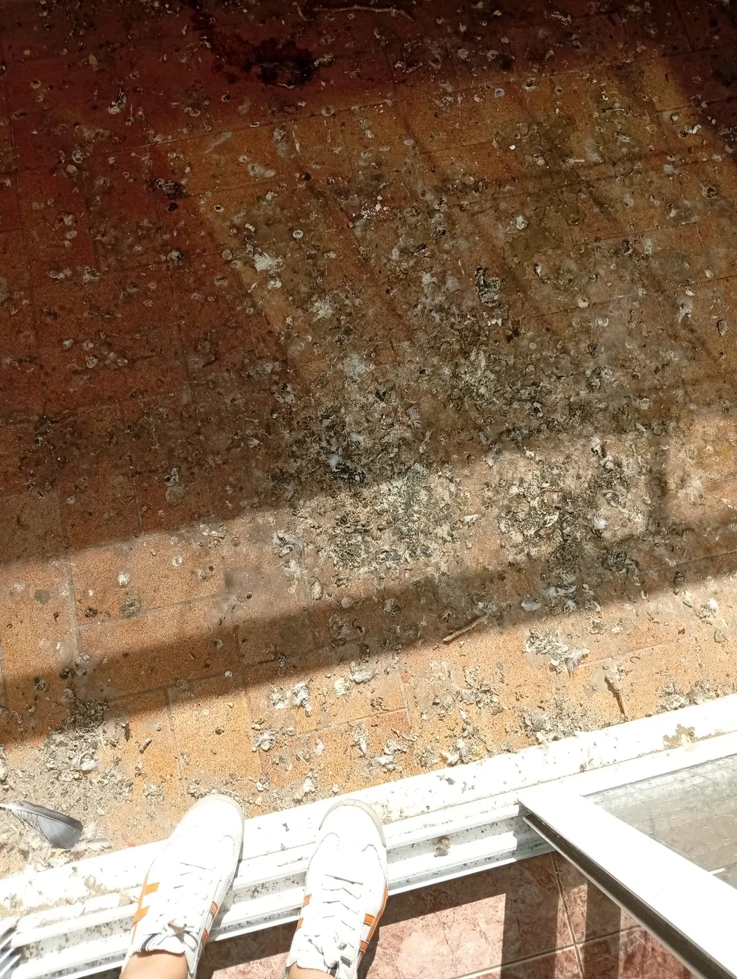 Terraza cubierta de excrementos de paloma y plumas antes de la limpieza profunda